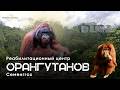 Туры на Борнео: Реабилитационный центр орангутанов Семенггох
