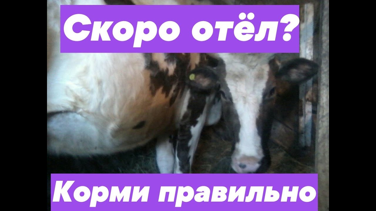 Кормление коровы перед отелом. Вводим зерновые корма за 21 день до отёла.