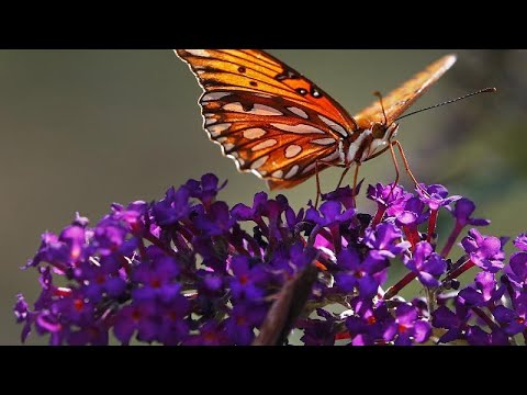 Video: Ein Neues Geheimnis Der Natur: Die Zahl Der Insekten Auf Dem Planeten Hat Stark Abgenommen - Alternative Ansicht