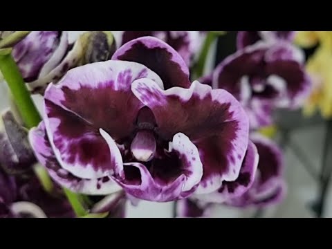 Обзор поставки Орхидей Ларисы orchid_paradise |Пелоры,Бабочки,Мутанты,Фабрики и вечная Классика