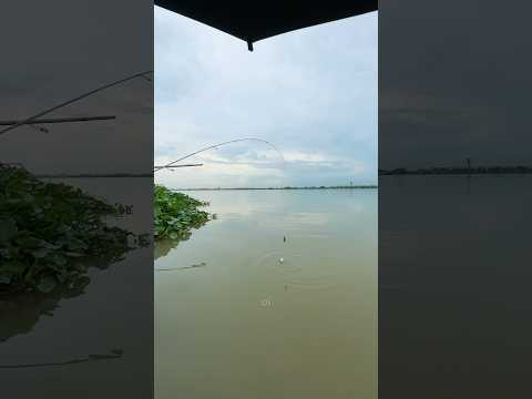 Câu tôm mùa mưa #caucachill #fishing #caucathugian #caucamuamua