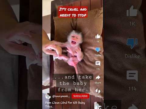 NEWBORN ONE DAY OLD BABY MONKEY STOLEN BY HUMANS FOR YOUTUBE 💔😡 #poormonkey #monkey #babymonkey