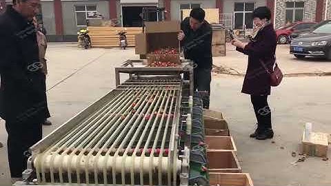 Strawberry Sorting Machine/Blueberry Walnut Grading Machine