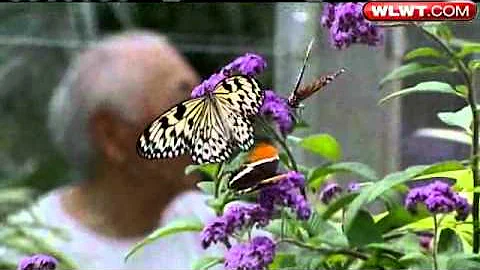 Bucket List: Krohn Conservatory Butterfly Show