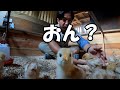 ヒヨコがたくさん増えました。
