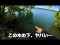 琵琶湖で【ロクマルがなる木】を見つけてしまいました