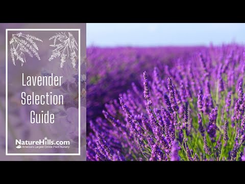 Wideo: Lavender Plants w strefie 9: Wybór lawendy do ogrodów w strefie 9