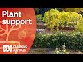 Stake, trellis, frame, espalier? What's the best support for your plants? | Gardening Australia