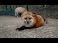 キツネの鳴き声 Whining fox