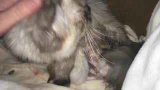 Himalayan crossed with American Bobtail 1-2 hours old kittens by Hopes Cattery 17 views 4 years ago 1 minute