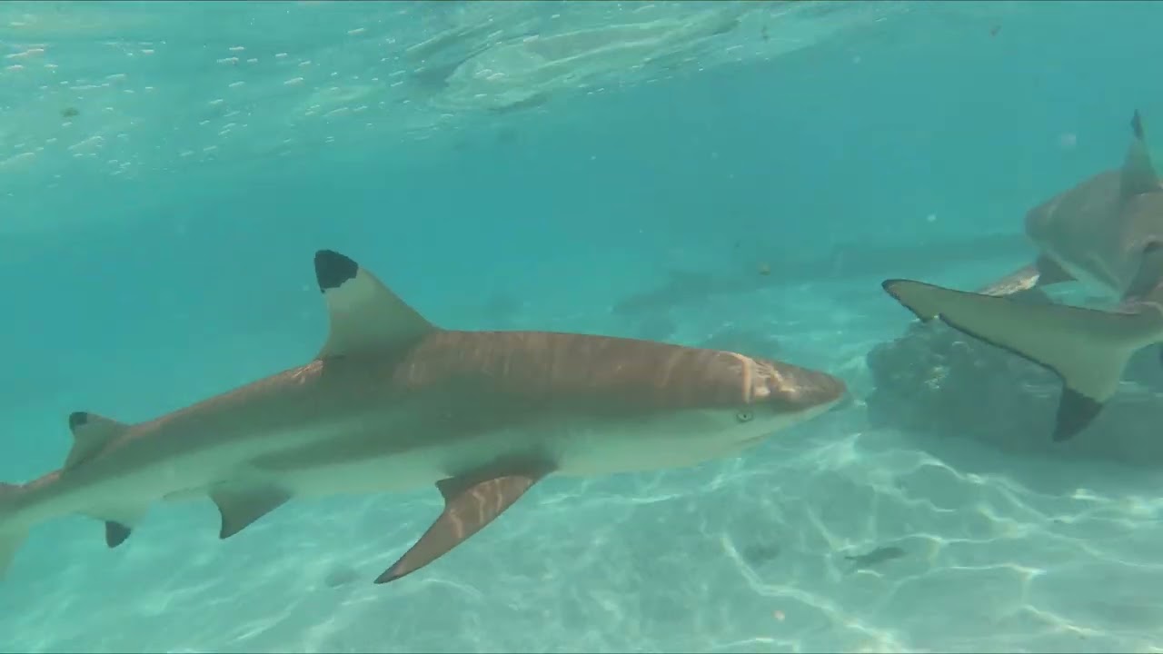 Snorkeling a Moorea: un mondo di pesci nella laguna 🐠🌊