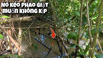 Tập 164 - Câu Cá Rô Đồng Trúng Khu Cá Gom Ổ Kiểu Này Giật Đã Tay