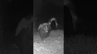 Hot Flash the Skunk Goes Wild With Itches