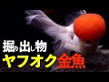 ヤフオクは宝の山？格安巨大金魚！状態は？生体導入します【高頭丹頂】【Goldfish】【アクアリウム】