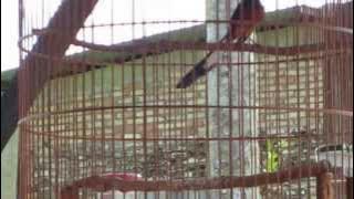 Murai Batu Aceh Singkil