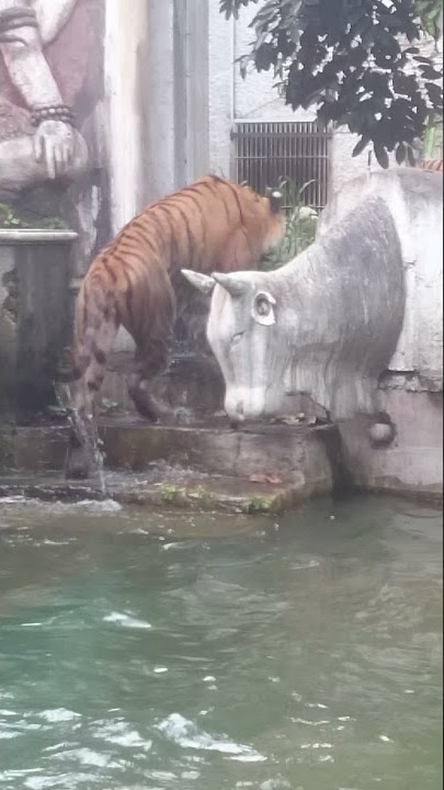 Serunya Ngintip Harimau Mandi#shorts#harimau#seru#ngintip#viral