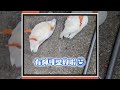 複製貼上！鴨兒子回來看媽媽　一晃腳證明孩子不能偷生XD