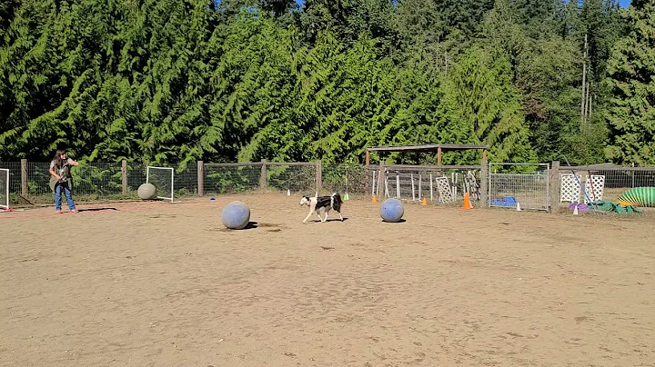 Lynda sue Welch & Merlin Novice Balls-In-Order #1 ...