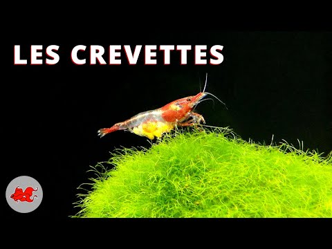 Les crevettes d'aquarium d'eau douce