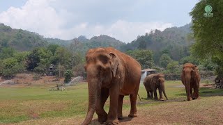 Former Trekking Elephant Has The Sweetest Reaction To Their New Friend - ElephantNews