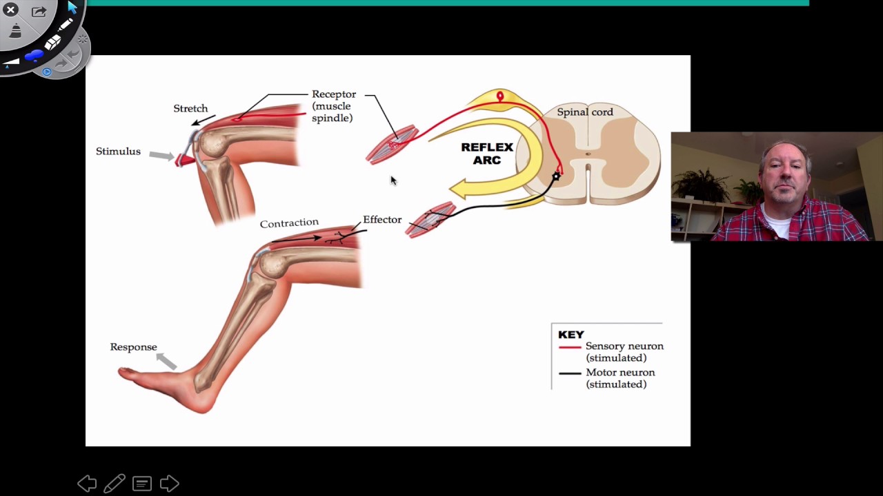 Spinal Cord Reflexes. Types of Reflexes. Statokinetic Reflexes,. Пилоарректорный рефлекс.