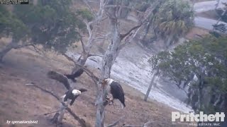 SWFL Eagles * Harriet Came To Rescue M15 From Nasty Crows Attack! ❤ 4.22.17