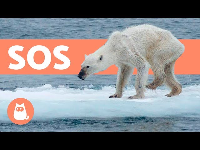 Oso polar: ¿dónde vive, qué come y por qué está en peligro de extinción?