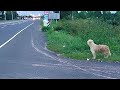 Cachorro reencontra família após 4 anos de espera à beira de estrada