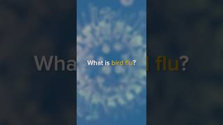 How can people get bird flu?