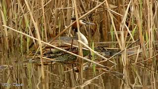 Пірникоза велика / Great Crested Grebe