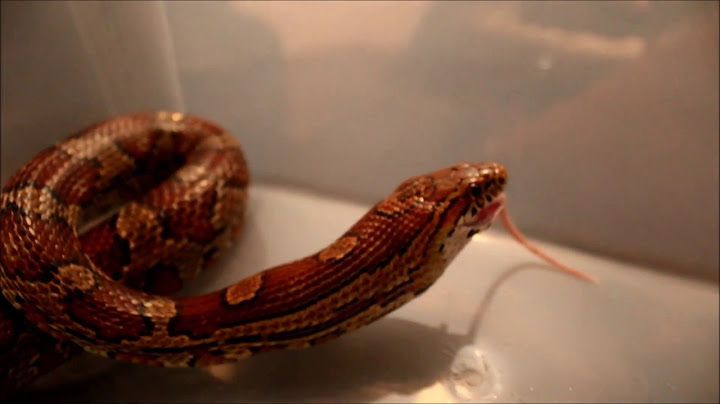 How often should you feed a corn snake