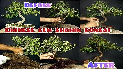 #Creating a Chinese Elm bonsai (part-2)#chinese elm bonsai for beginners #Chinese Elm shohin Bonsai#