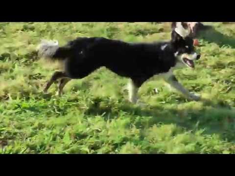 Longieren mit Hund – Video ansehen