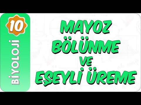 10.Sınıf Biyoloji | Mayoz Bölünme ve Eşeyli Üreme