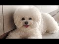 Cute Bichon Frise Puppies Videos Compilation – Cute And Funny Bichon Frise Moments #3