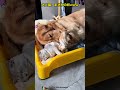 犬と猫、まさかの絆#shorts