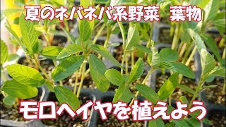 ネバネバ系ダークホースモロヘイヤを植えよう。夏を粘り強く！