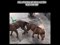 Dog Breeding Secrets | Understanding Dog Mating Behaviour