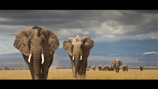 Beautiful World - The Beauty of African Wildlife (Marcus Warner - Africa) [Short Film]
