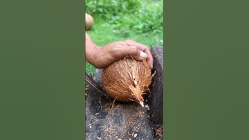 Great tool for removing coconut from its shell