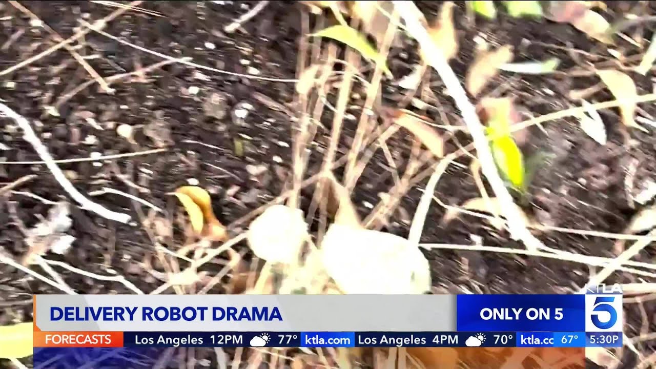 Food delivery robot goes rogue in East Hollywood