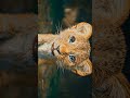 4K Mufasa #4k #aesthetic #aesthetic #quality #edit