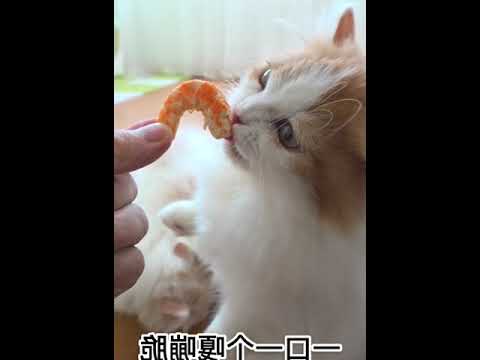 小猫咪站立能力测试！ 