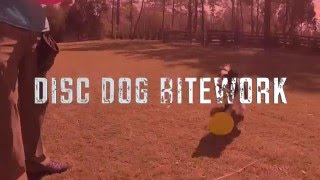 Disc Dog Bitework | Bite - Drop - Give