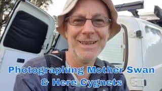 Photographing Mother Swan and Her Cygnets screenshot 5