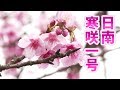 早すぎる開花「日南寒咲一号」（宮崎県日南市）