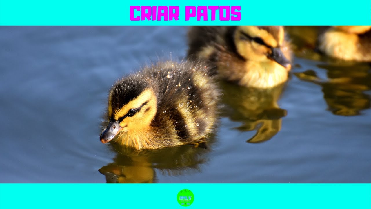 Como CRIAR PATOS En CASA F CIL YouTube