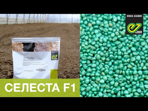 Селеста F1 – надійний гібрид редису, перевірений часом. Лютневий посів