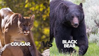 COUGAR VS BLACK BEAR: The Fight For Survival