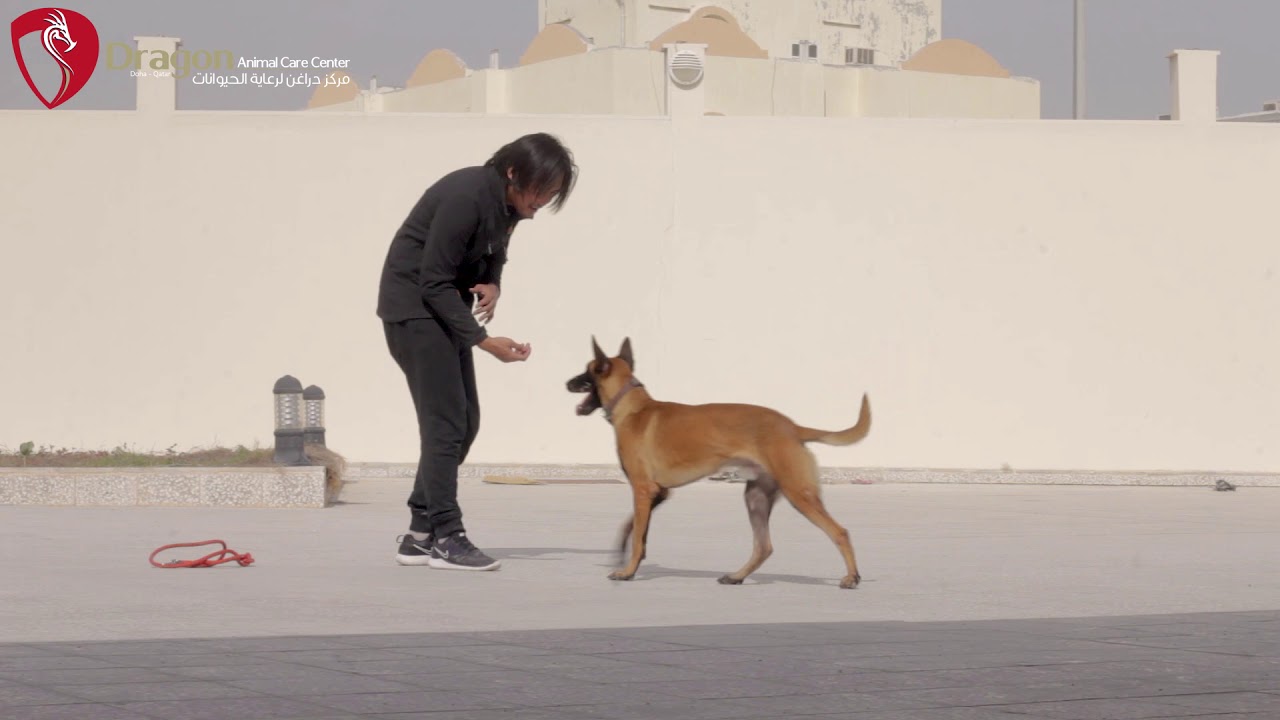 Dog Training in Qatar YouTube